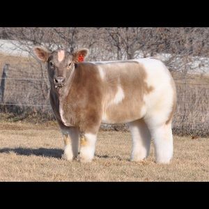 Meet your Posher, Cole